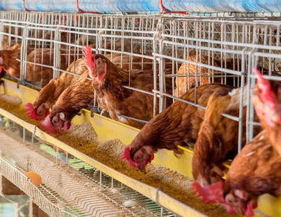 Amenajarea si organizarea adaposturilor cu baterii in microferme