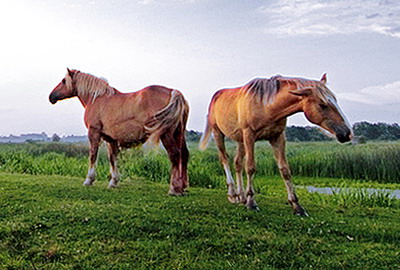 Anemia Infectioasa Ecvina | supraveghere, prevenire si combatere