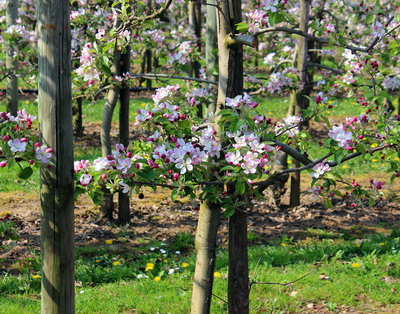 DELEGATE™ – Noua solutie de combatere a omizilor, minatoarelor, tripsilor si puricilor meliferi din pomicultura