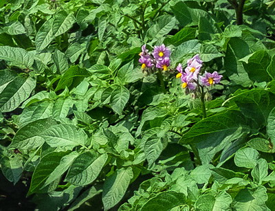 CLOSER™ – Solutia perfecta pentru combaterea afidelor din cultura de cartof