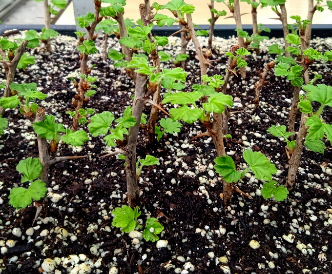 Plantare in premiera arbusti fructiferi soiuri rare la USAMV Cluj-Napoca