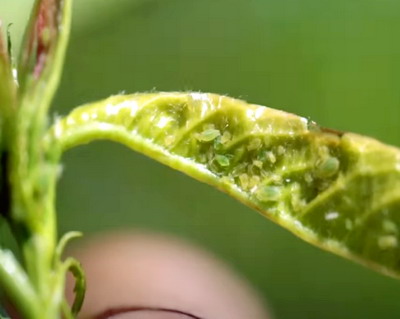 Insecticidul NanoTac: Malagrow si USAMV Cluj-Napoca au lansat un studiu ce atesta eficacitatea produsului