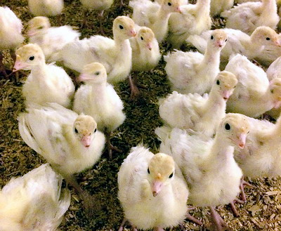 Tehnologia de crestere a puilor de curca