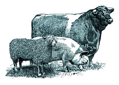 Masuri pentru prevenirea antraxului la animale