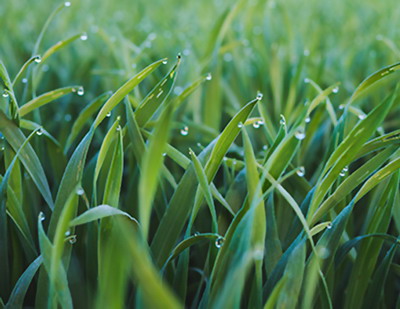 Azotul sub forma nitrica pentru fertilizarea graului!