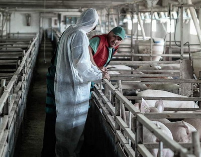 VIDEO: Prevenirea raspandirii virusului Pestei Porcine Africane