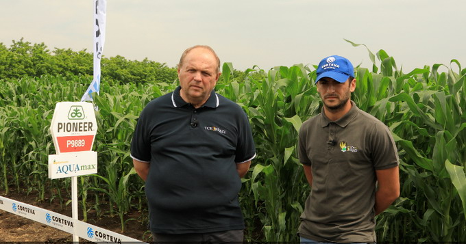 Hibrizii de porumb Pioneer - TCE 3 Brazi 1