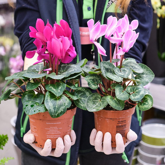 Leroy Merlin - pentru pasionatii de gradinarit