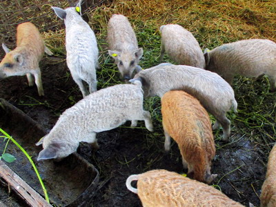 S-a aprobat ajutorul pentru crescatorii de porci de reproductie din rasele Bazna si Mangalita (perioada 2020-2022)