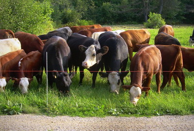 Ajutor de stat pentru crescatorii de bovine afectati economic de pandemia COVID 19