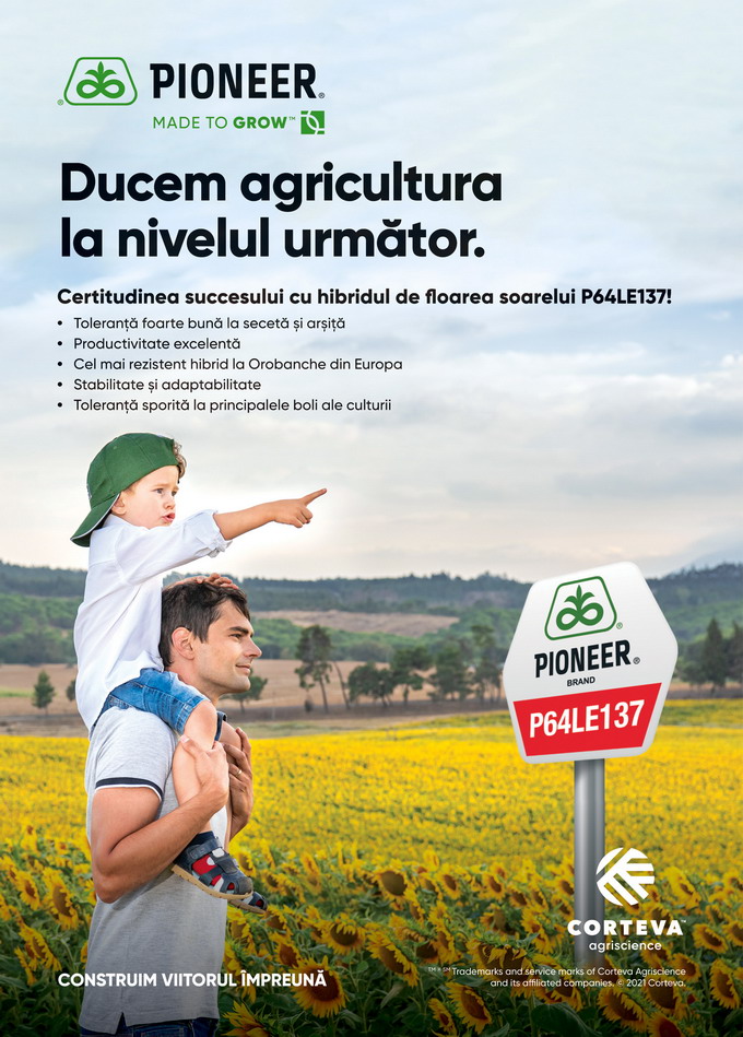 Certitudinea succesului  Hibridul de floarea soarelui P64LE137