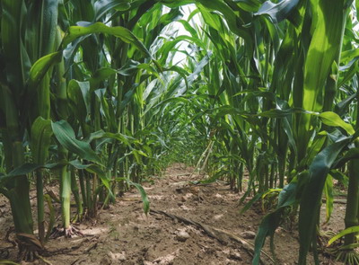 Productii mari se obtin cu o fertilizare optima