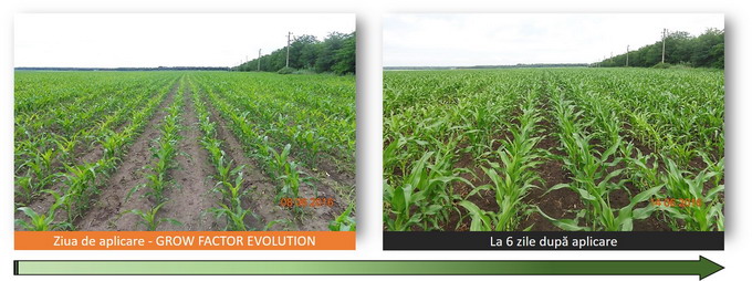 Solutiile Ecofol pentru randament maxim al culturii de porumb - Grow Factor Evolution