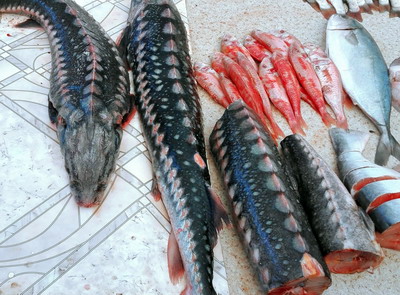 Traficul cu produse din sturion: Aproape o treime din produsele verificate au fost ilegale