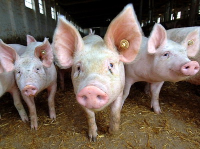 Datele din Romania arata ca Pesta Porcina Africana (PPA) ar putea fi transmisa de insecte