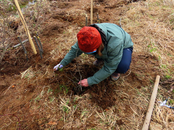 Voluntari refacere suprafete fauna salbatice Maramures 1