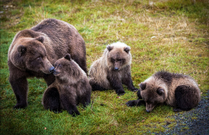 Voluntari refacere suprafete fauna salbatice Maramures 3