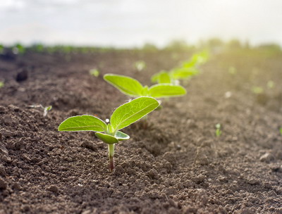 Erbicid nou, omologat la 9 culturi pentru eradicarea eficienta a  buruienilor monocotileonate