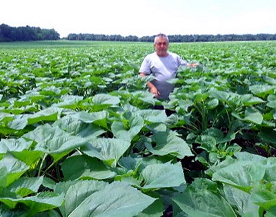 Solutiile Ecofol pentru un randamentul maxim al culturii de floarea-soarelui