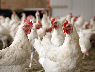 Masuri dispuse la nivel national pentru a preveni raspandirea gripei aviare