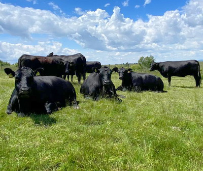 Proiect ambitios si abatorizare la nivelul fermei prin PNDR