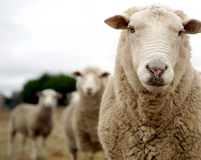 Recomandari privind producerea si valorificarea laptelui de oaie