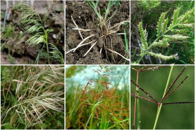 gramin max - buruieni