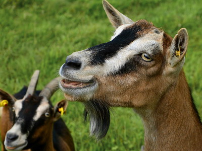 Avantajele cresterii caprelor