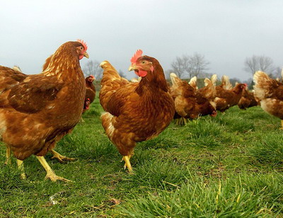 Focarele de gripa aviara din jud. Mures si Harghita au fost stinse, iar restrictiile au fost ridicate