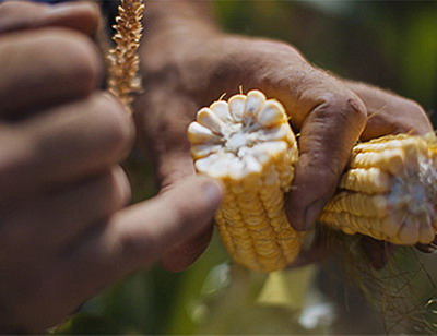 Cum functioneaza Managementul Integrat al Daunatorilor (IPM)?