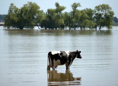 Protejarea animalelor in caz de inundatii