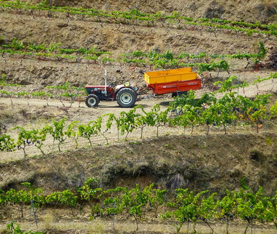 Masura de recoltare inainte de coacere – O noua forma de sprijin acordata producatorilor viniviticoli