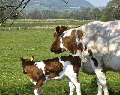 Combaterea efectelor temperaturilor ridicate asupra efectivelor de animale