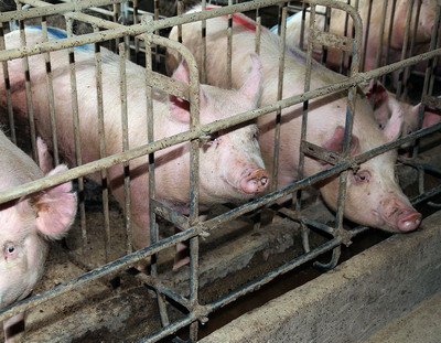 Deputatii europeni sustin initiativa pentru interzicerea cresterii animalelor de ferma in custi