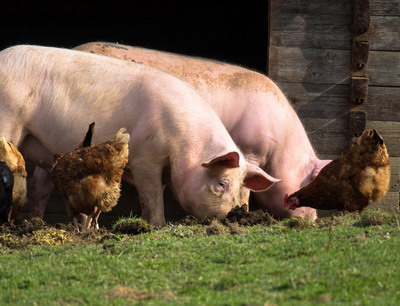 ANSVSA NU interzice cresterea porcilor in gospodarie