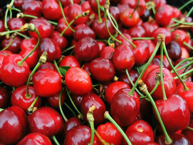 Cirese de la USAMV targ cu vanzare la Statiunea de Cercetare Horticola