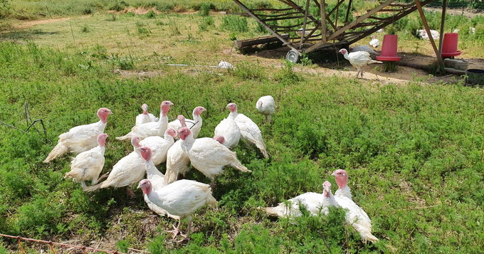 Mosia Chindia - curcani