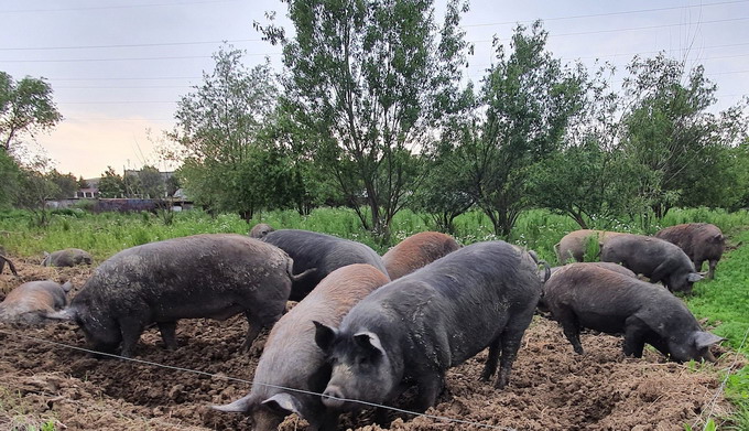 Mosia Chindia - porci