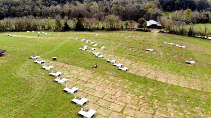 Mosia Chindia - pui de carne