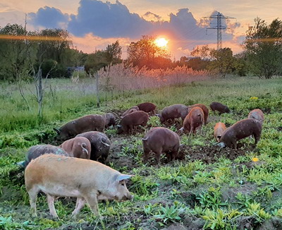 Mosia Chindia – Ferma in care porcii, puii si curcanii sunt crescuti prin pasunare (Pasture raised)