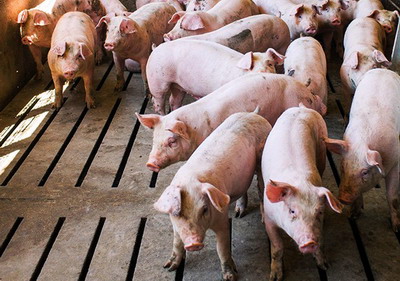 Respectarea masurilor de biosecuritate – conditie esentiala pentru combaterea pestei porcine africane