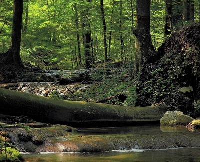 Alte 2227 de hectare de paduri de stat au fost incluse in Catalogul National al Padurilor Virgine si Cvasivirgine