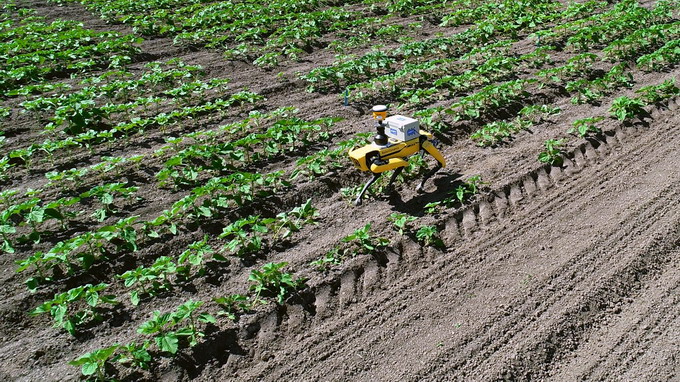 Corteva Agriscience -  robotul Spot de la Boston Dynamics - culturi agricole - 2