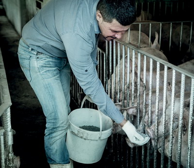 Pesta porcina africana: campanie extinsa in noi tari