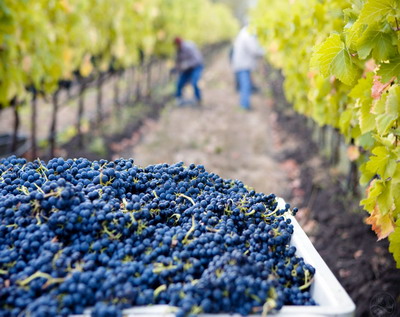 Recolta vitivinicola pentru 2021/2022 va atinge un nivel minim istoric