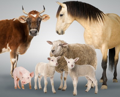 Recomandari privind implementarea normelor de bunastare la animale