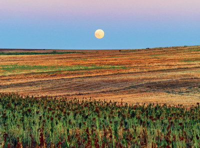 2021, un an dificil pentru fermierii romani: peste 2.000 de avizari de daune, Dolj si Constanta au fost judetele cele mai afectate