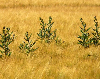 Cele mai intalnite specii de buruieni si combaterea acestora