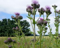 Cirsium arvense