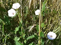 Convulvulus arvensis